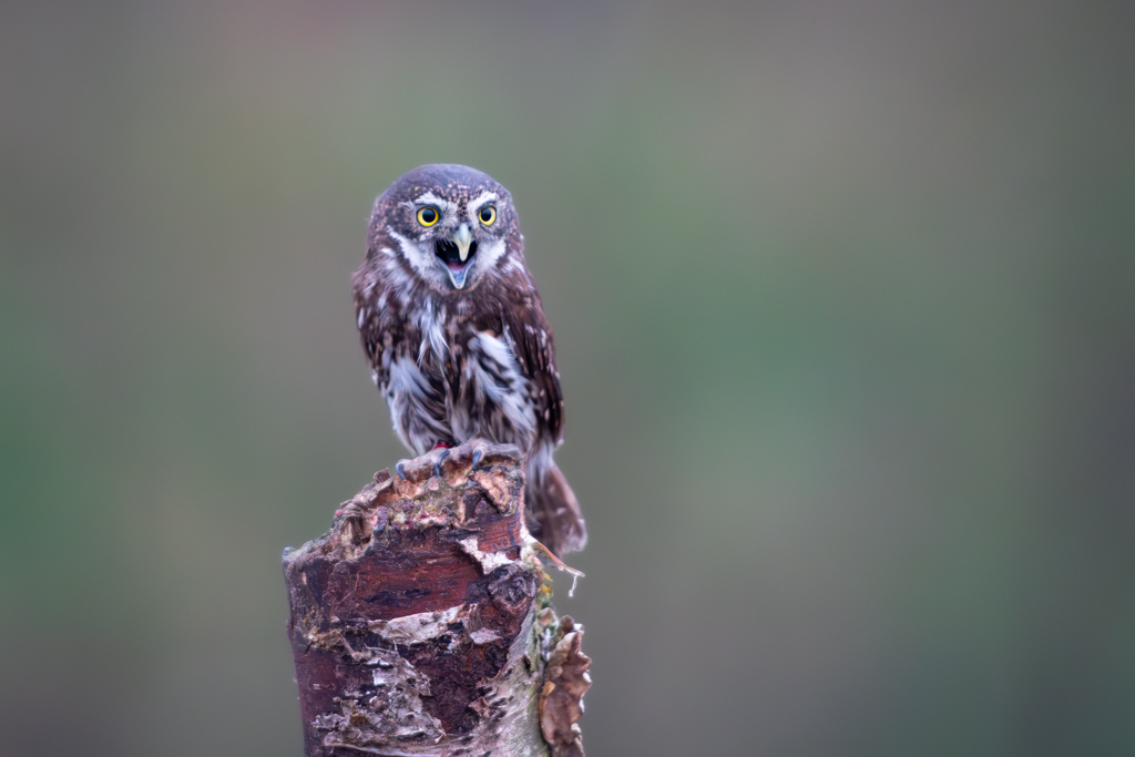 DSC_9097-Verbeterd-NR