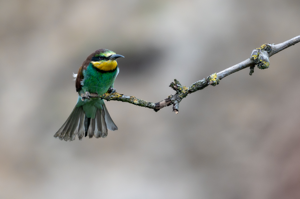 Z62_0120-Verbeterd-NR