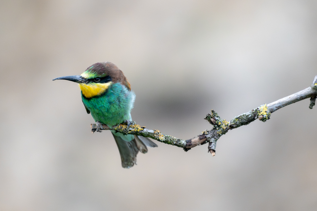 Z62_0134-Verbeterd-NR