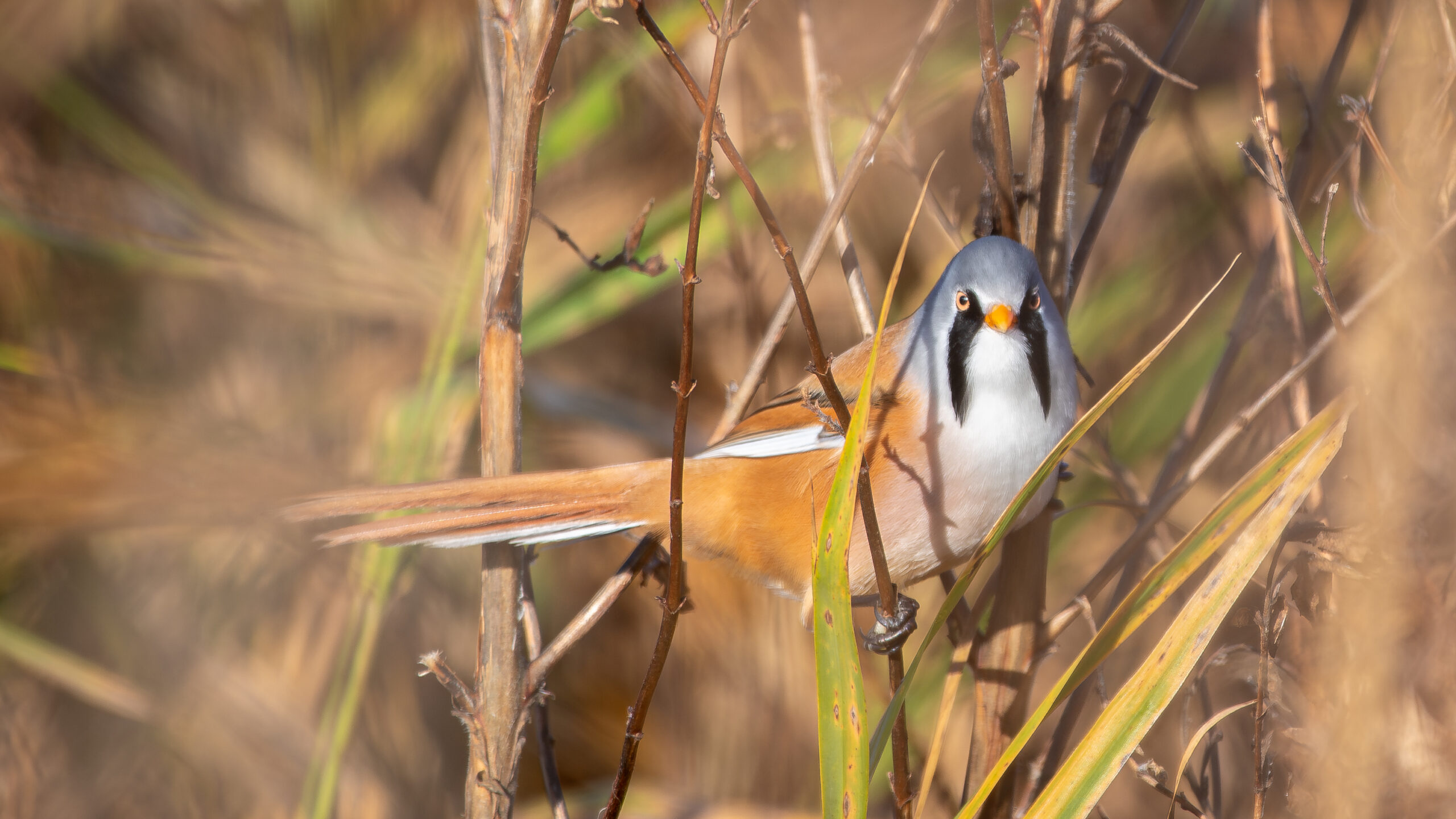 DSC_6052-Verbeterd-NR