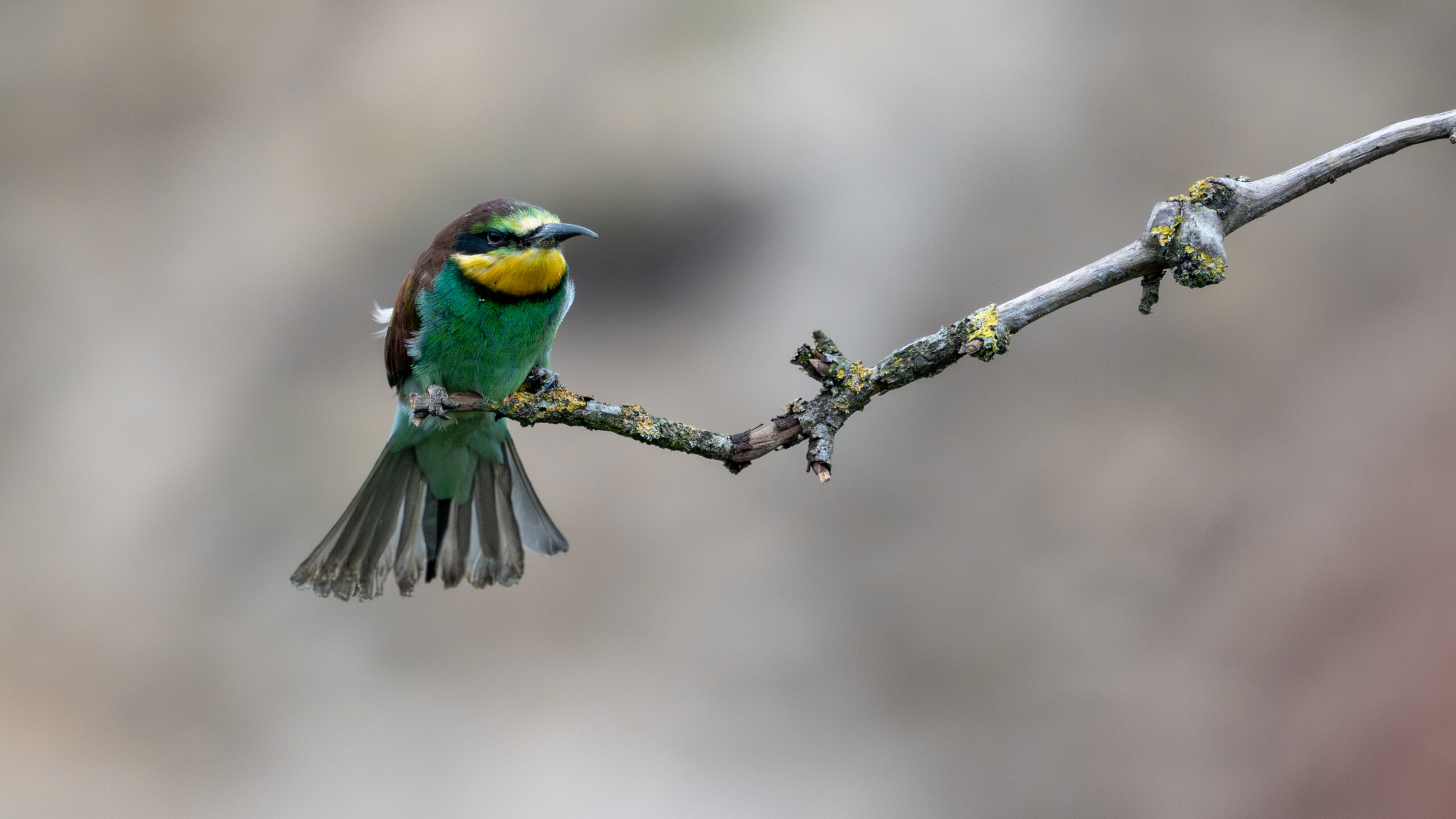 Z62_0120-Verbeterd-NR